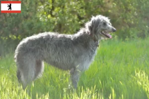 Scopri di più sull'articolo Allevatori e cuccioli di Deerhound a Berlino