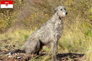Scopri di più sull'articolo Allevatori di Deerhound e cuccioli a Brandeburgo