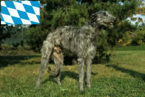 Scopri di più sull'articolo Allevatori e cuccioli di Deerhound in Baviera