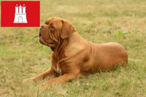Scopri di più sull'articolo Allevatori di Dogue de Bordeaux e cuccioli a Amburgo