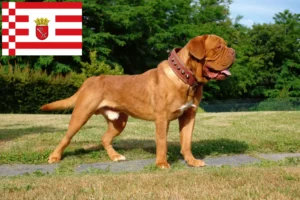 Scopri di più sull'articolo Allevatori di Dogue de Bordeaux e cuccioli a Brema