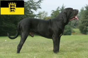 Scopri di più sull'articolo Allevatori di Fila Brasileiro e cuccioli in Baden-Württemberg