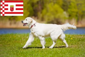 Scopri di più sull'articolo Allevatori di Golden Retriever e cuccioli a Brema