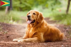 Scopri di più sull'articolo Allevatori e cuccioli di Golden Retriever in Guyana