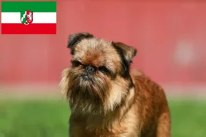 Scopri di più sull'articolo Allevatori di Griffoni Nani Belga e cuccioli in Nord Reno-Westfalia
