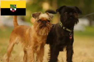 Scopri di più sull'articolo Allevatori di Griffoni Nani Belgi e cuccioli in Sassonia-Anhalt