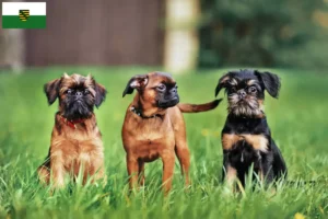 Scopri di più sull'articolo Allevatori e cuccioli di Griffone Belga Nano in Sassonia