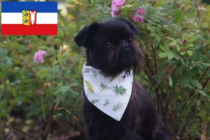 Scopri di più sull'articolo Allevatore di Griffoni Nani Belga e cuccioli in Schleswig-Holstein