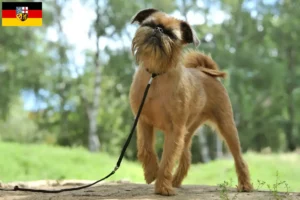 Scopri di più sull'articolo Allevatore di Griffoni Nani Belgi e cuccioli in Saarland