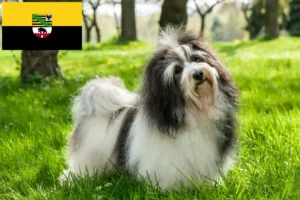 Scopri di più sull'articolo Allevatori e cuccioli di Havanese in Sassonia-Anhalt
