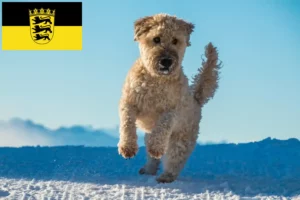 Scopri di più sull'articolo Allevamenti e cuccioli di Irish Soft Coated Wheaten Terrier in Baden-Württemberg