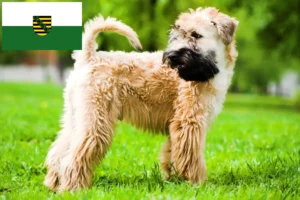 Scopri di più sull'articolo Allevatori e cuccioli di Irish Soft Coated Wheaten Terrier in Sassonia