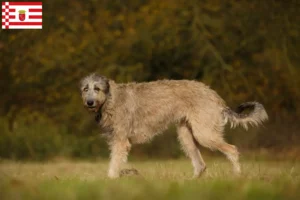 Scopri di più sull'articolo Allevamenti e cuccioli di Irish Wolfhound a Brema