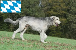 Scopri di più sull'articolo Allevatori e cuccioli di Irish Wolfhound in Baviera