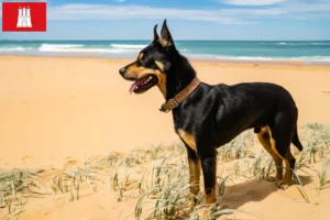 Scopri di più sull'articolo Allevatore di Kelpie australiani e cuccioli ad Amburgo
