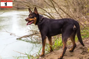 Scopri di più sull'articolo Allevatore di Kelpie australiani e cuccioli a Berlino