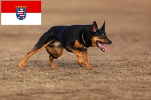 Scopri di più sull'articolo Allevatori di Kelpie australiani e cuccioli in Hessen