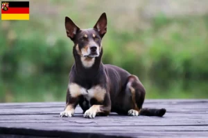 Scopri di più sull'articolo Allevatori di Kelpie australiani e cuccioli in Renania-Palatinato