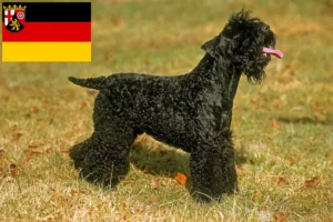 Scopri di più sull'articolo Allevatori e cuccioli di Kerry Blue Terrier in Renania-Palatinato