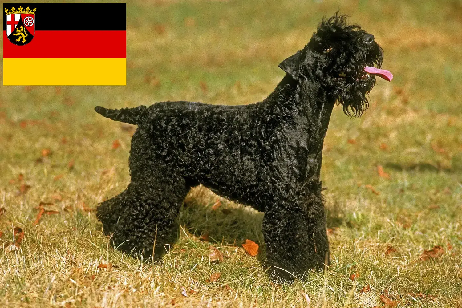 Scopri di più sull'articolo Allevatori e cuccioli di Kerry Blue Terrier in Renania-Palatinato