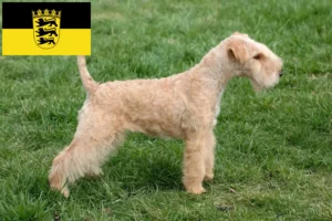 Scopri di più sull'articolo Allevatori di Lakeland Terrier e cuccioli in Baden-Württemberg