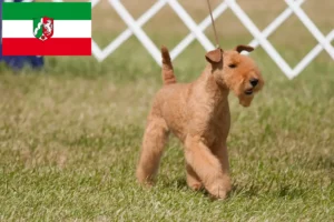 Scopri di più sull'articolo Allevatori di Lakeland Terrier e cuccioli in Nord Reno-Westfalia