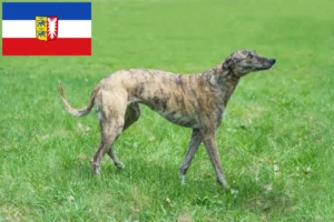 Scopri di più sull'articolo Allevatori di levrieri e cuccioli in Schleswig-Holstein