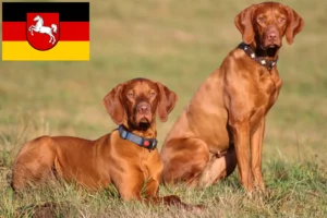 Scopri di più sull'articolo Allevatori di Magyar Vizsla e cuccioli in Bassa Sassonia