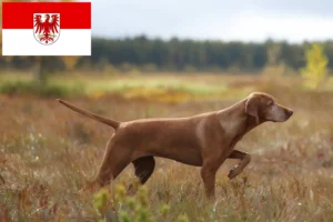 Scopri di più sull'articolo Allevatori di Magyar Vizsla e cuccioli a Brandeburgo