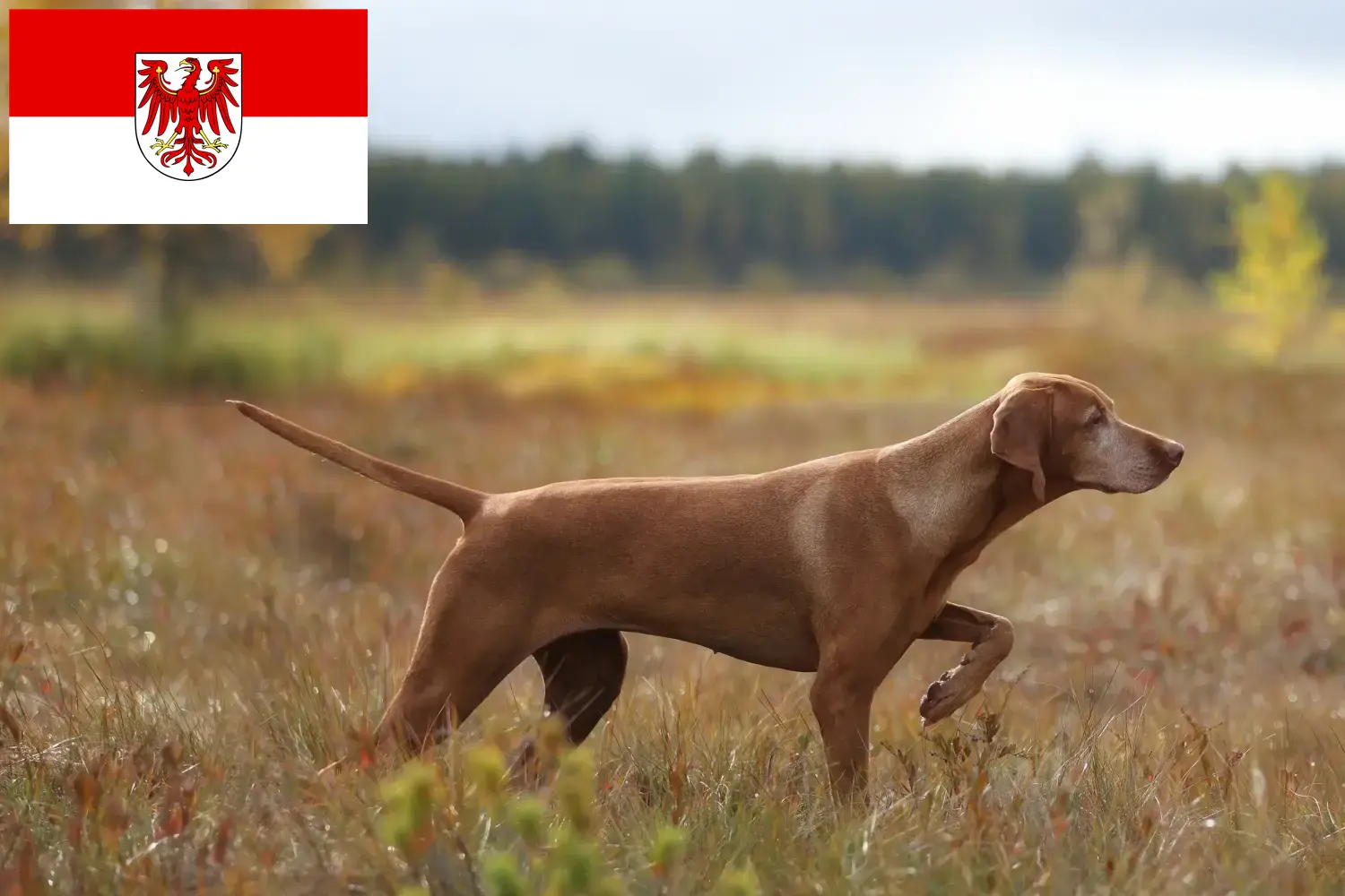 Scopri di più sull'articolo Allevatori di Magyar Vizsla e cuccioli a Brandeburgo