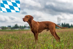 Scopri di più sull'articolo Allevatori di Magyar Vizsla e cuccioli in Baviera