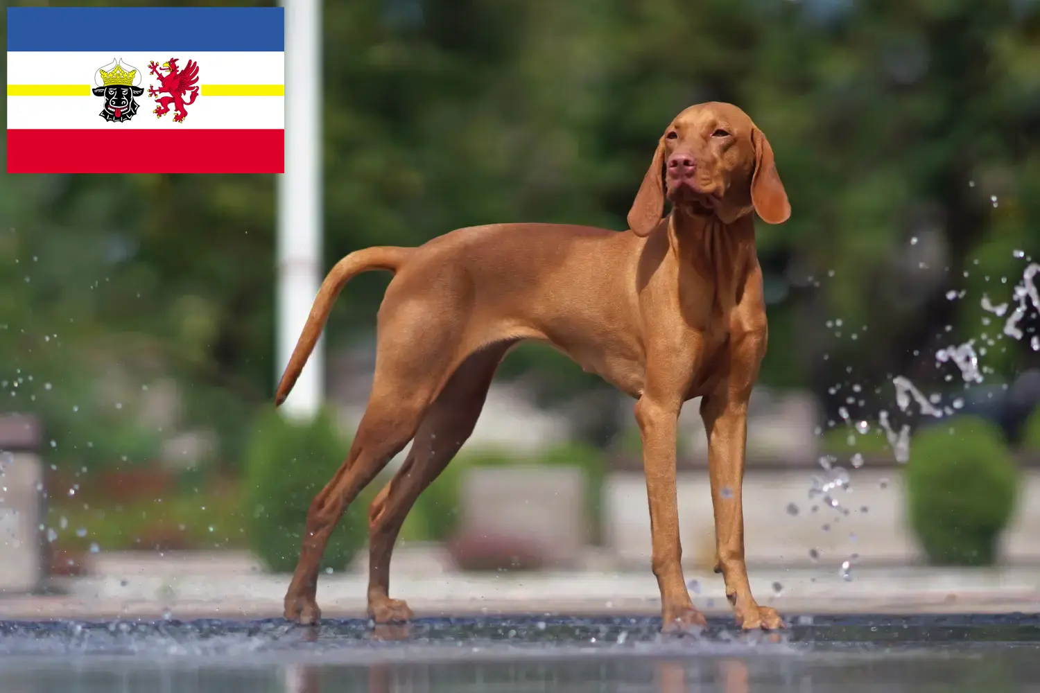 Cuccioli di Magyar Vizsla e allevatori Mecklenburg-Vorpommern Qui potete trovare gli allevatori di Magyar Vizslas in Meclemburgo-Pomerania Anteriore.
