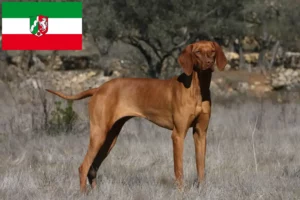 Scopri di più sull'articolo Allevatori di Magyar Vizsla e cuccioli in Nord Reno-Westfalia