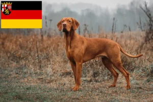 Scopri di più sull'articolo Allevatori di Magyar Vizsla e cuccioli in Renania-Palatinato