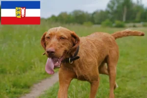 Scopri di più sull'articolo Allevatori di Magyar Vizsla e cuccioli in Schleswig-Holstein