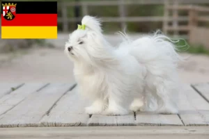 Scopri di più sull'articolo Allevatori e cuccioli di Maltese in Renania-Palatinato