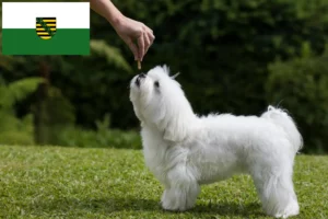 Scopri di più sull'articolo Allevatori e cuccioli di Maltese in Sassonia