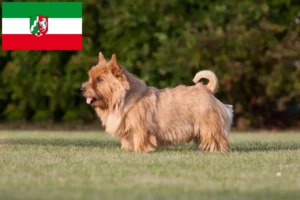 Scopri di più sull'articolo Allevatori di Norwich Terrier e cuccioli in Nord Reno-Westfalia