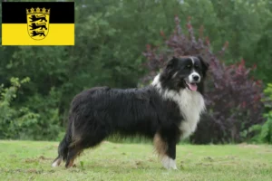 Scopri di più sull'articolo Allevatori e cuccioli di Pastore Australiano in Baden-Württemberg