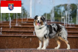 Scopri di più sull'articolo Allevatori e cuccioli di Pastore Australiano a Hessen