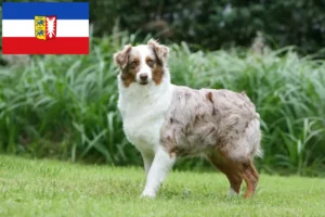Scopri di più sull'articolo Allevatori e cuccioli di Pastore Australiano in Schleswig-Holstein
