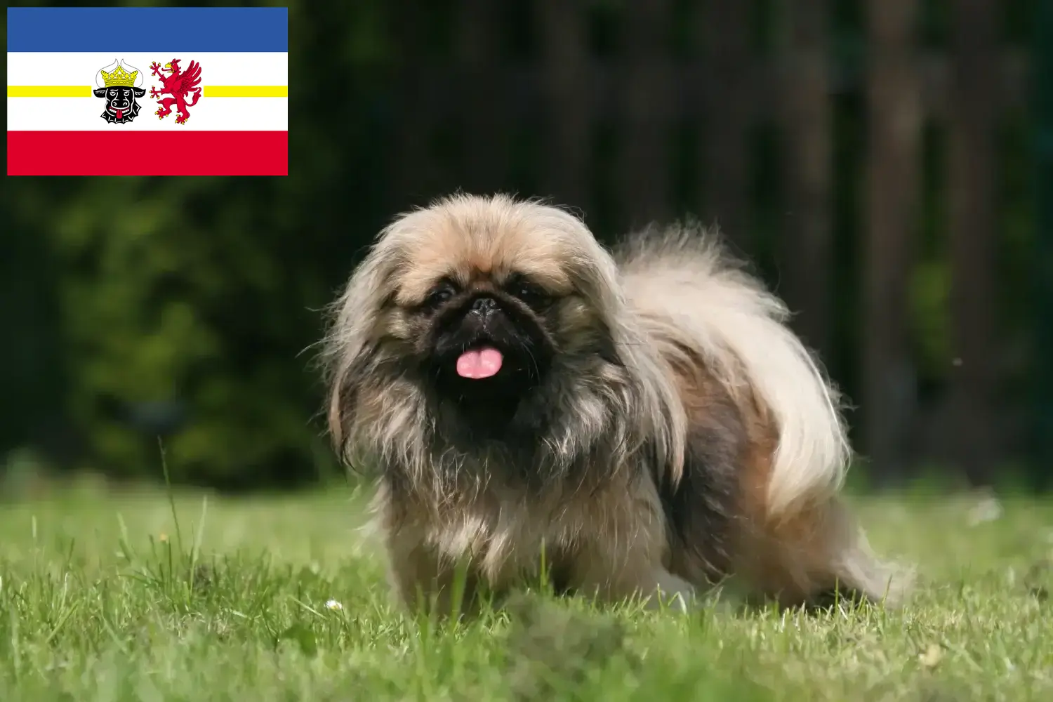 Cuccioli di Pechinese e allevatori Mecklenburg-Vorpommern Qui potete trovare allevatori di Pechinesi in Meclemburgo-Pomerania Anteriore.