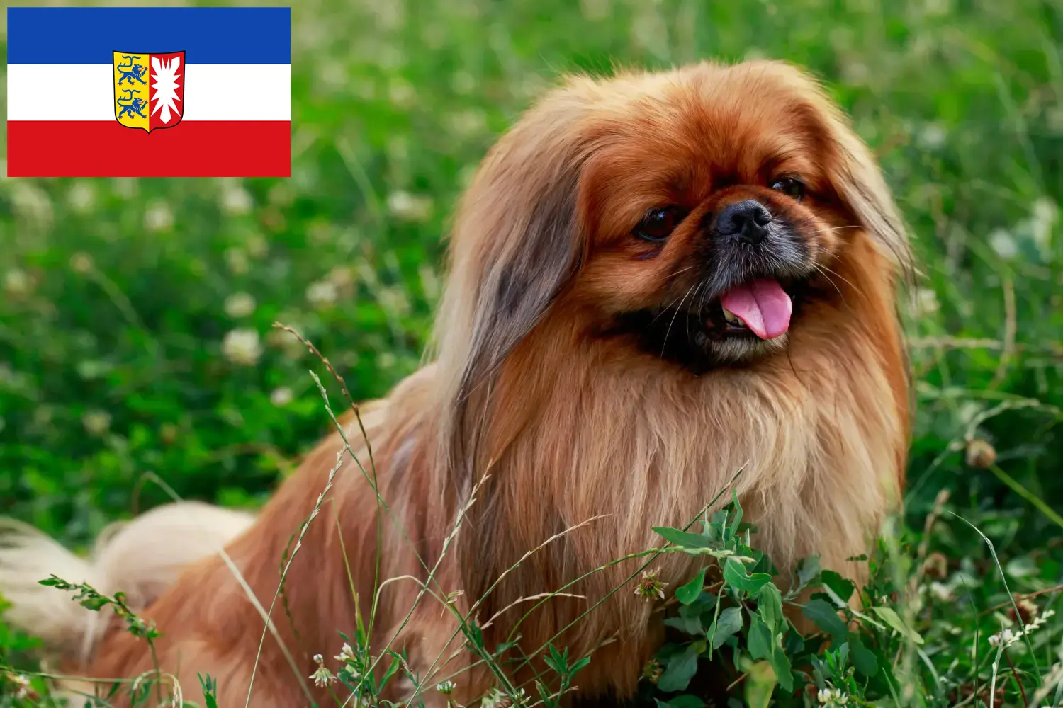 Cuccioli di Pechinese e allevatori Schleswig-Holstein Qui potete trovare allevatori di Pechinesi in Schleswig-Holstein.