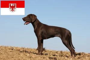 Scopri di più sull'articolo Allevatori di cani e cuccioli di razza Shorthair Tedesco in Brandeburgo
