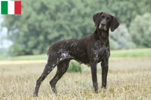 Scopri di più sull'articolo Allevatori di cuccioli di pelo corto tedesco in Italia