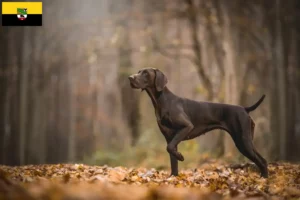 Scopri di più sull'articolo Allevatori di cani e cuccioli di razza Shorthair tedesca in Sassonia-Anhalt