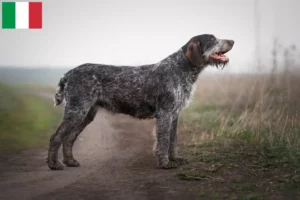 Scopri di più sull'articolo Allevatori di cani e cuccioli di razza German Wirehair in Italia