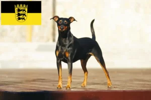 Scopri di più sull'articolo Allevatori di Pinscher Tedesco e cuccioli in Baden-Württemberg