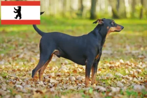 Scopri di più sull'articolo Allevatore di Pinscher tedeschi e cuccioli a Berlino