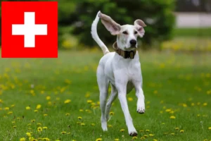 Scopri di più sull'articolo Allevatori di Porcelaine e cuccioli in Svizzera